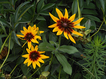 Flowers, Summer, Greens, Rudbekia, Rudbeckia HD wallpaper