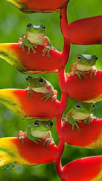Cute Frog, Funny Frogs HD phone wallpaper