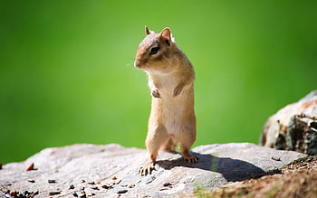 Animals, Muzzle, Stroll, Animal, Chipmunk HD wallpaper