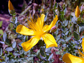 Flowers, Petals, Bud, St. John's Wort, Hypericum HD wallpaper