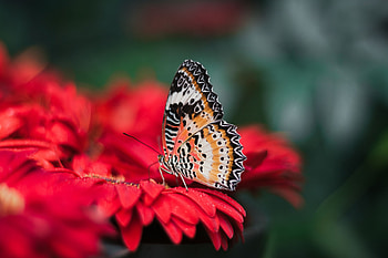 Flower, Macro, Bright, Blur, Smooth, Butterfly, Wings HD wallpaper