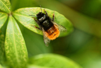 Leaves, Plant, Macro, Insect, Bumblebee HD wallpaper