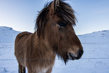 Animals, Muzzle, Mane, Horse, Pony HD wallpaper