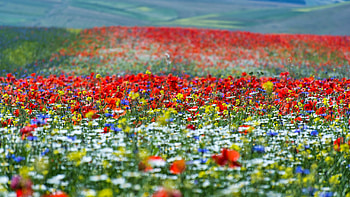 Red Yellow White Purple Flowers Field In Blur Mountain Background Flowers HD wallpaper