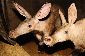Aardvark, , Orycteropus afer, Unique HD wallpaper