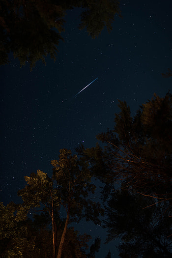Trees, Stars, Night, Dark, Starry Sky HD phone wallpaper