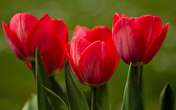 TULIPS, PETALS, LEAVES, COLORS, STEMS HD wallpaper
