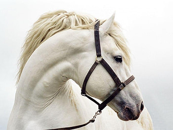 Animals, Horses HD wallpaper
