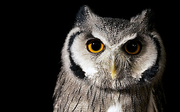 Animals, Nature, Background, Owl, Bird HD wallpaper