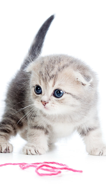 Scottish Fold, Playful kitten, Thread ball, cat HD phone wallpaper