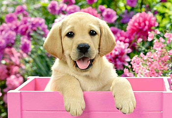 Me and My Pal, dog, flowers, pup, case, garden HD wallpaper