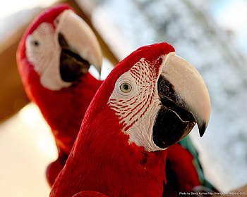 Two Heads are Better than One, wings, white, feathers, parrots, red, eyes, beeks HD wallpaper
