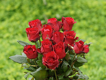 Flowers, Roses, Leaves, Greens, Bouquet HD wallpaper