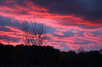 Nature, Sunset, Night, Wood, Tree HD wallpaper