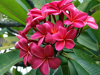Flowers, Leaves, Bright HD wallpaper