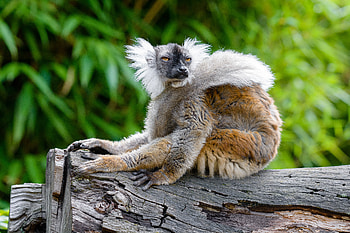 Funny, Animals, Sight, Opinion, Wildlife, Animal, Lemur HD wallpaper