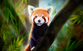 Cute, Red Panda, art HD wallpaper