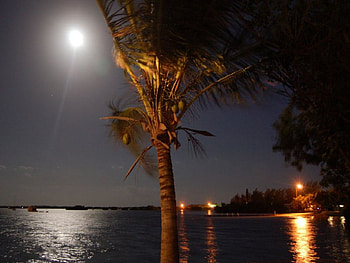 Moon Over Marathon, moon, marathon, palm, tree HD wallpaper