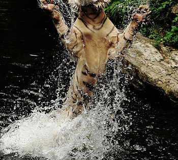majestic whitetiger, playing, water, big splash HD wallpaper
