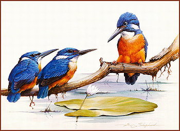 AZURE KINGFISHERS, fisheaters, branch, lilly pad, trio HD wallpaper