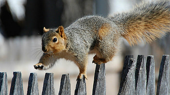 Fox squirrel, Squirrels HD wallpaper