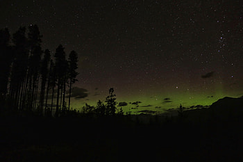 Nature, Trees, Stars, Night, Silhouette, Forest HD wallpaper