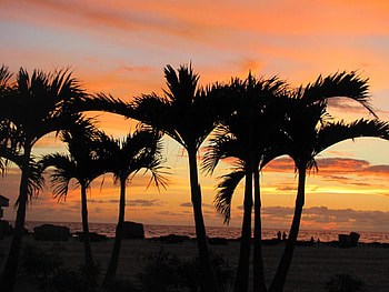 sunset in clearwater,beach, palm tree, sky, sunset, beach HD wallpaper
