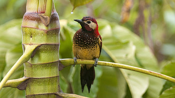 Animals, Branches, Jungle, Little Bird, Birdie HD wallpaper