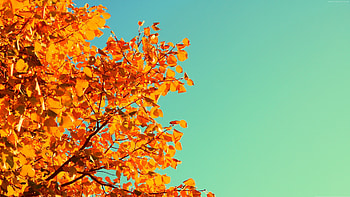 Yellow Leaves, leaves, nature, yellow HD wallpaper