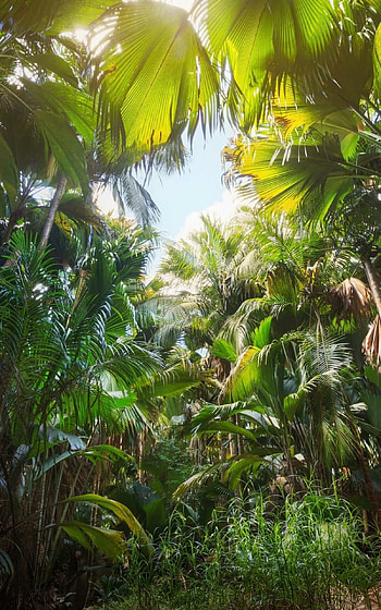 jungle beauty, Rich greenery, Nature's tranquility, Leafy wonders HD phone wallpaper
