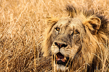 Animals, Grass, Muzzle, Lion, Predator, Fangs HD wallpaper