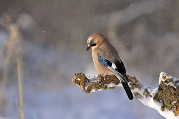 Bird on Tree Branch!, animal, nature, bird, tree HD wallpaper