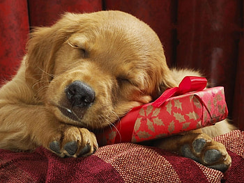 Animals, Dogs HD wallpaper