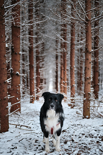 Animals, Snow, Forest, Dog, Pet HD phone wallpaper