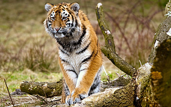 Animals, Trees, Stroll, Tiger, Moss, Bark HD wallpaper