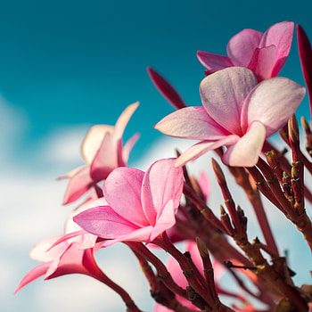 Flowers, Pink, Macro, Plumeria HD phone wallpaper