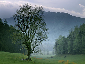 Foggy-Sunrise, hills, foggy, tree, mountain HD wallpaper