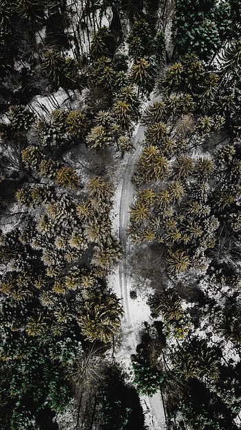 Forest, aerial view, green trees, winter HD phone wallpaper