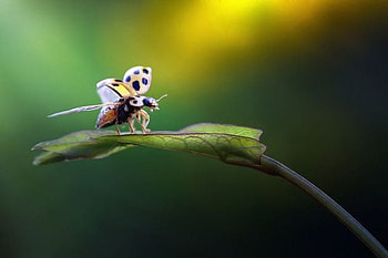 Lady Bug, cool, beautiful HD wallpaper