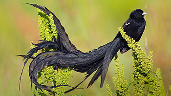 Bird, black, pasari, green, nature HD wallpaper