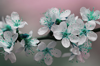 Lovely Flowers, sky, leaves, flowers, petals HD wallpaper