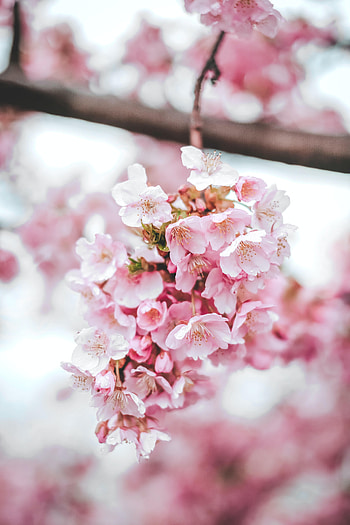 Flowers, Pink, Sakura, Macro, Bloom, Flowering HD phone wallpaper