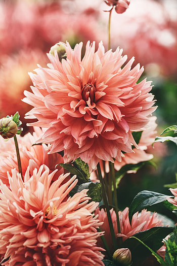 Flowers, Pink, Plant, Bloom, Flowering HD phone wallpaper
