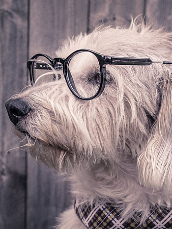 2160x3840, Glasses, Scarf, Dog HD phone wallpaper