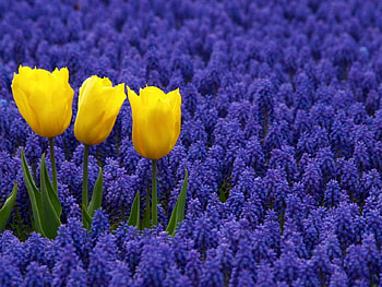 Grape hyacinth with tulips, blue, yellow, Grape hyacinth, tulips, spring HD wallpaper