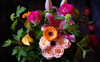 Plants, Flowers, Bouquets HD wallpaper