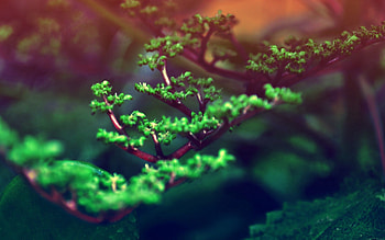 Nature, Branches, Spring, Kidney, Kidneys HD wallpaper