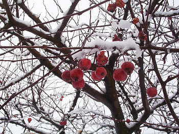 Nature, Snow, Branches, Branch, Berry, Rowan HD wallpaper