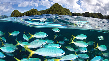 Palau scuba diving, Underwater wonders, Diving center, Marine exploration HD wallpaper