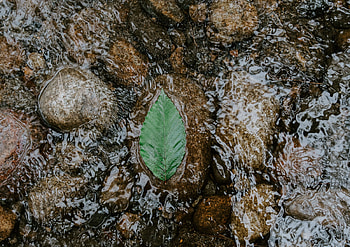 Water, Stones, Macro, Sheet, Leaf, Flow HD wallpaper